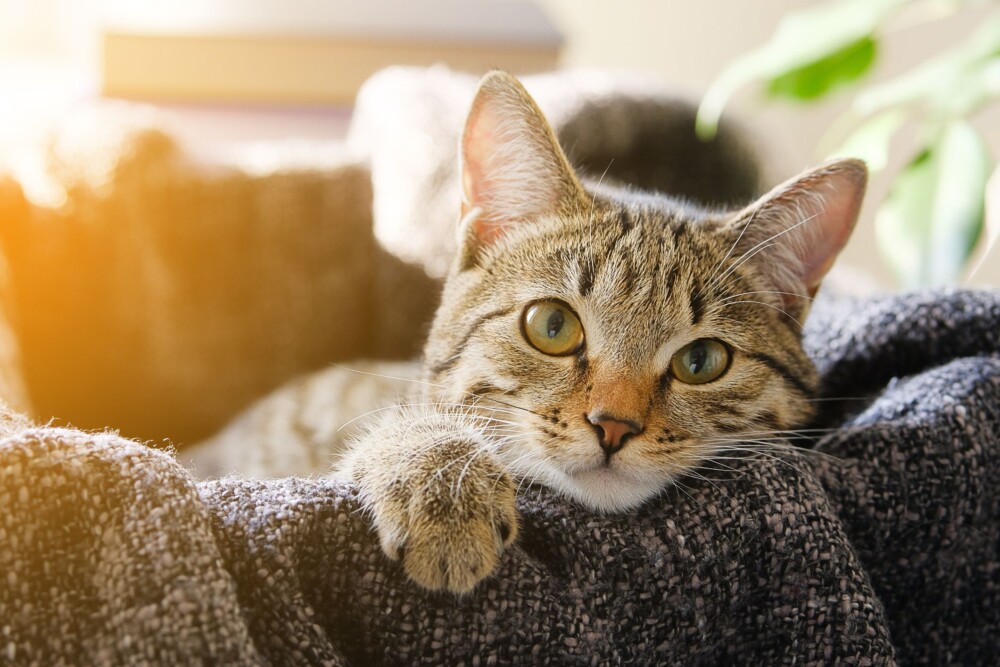 Domestic Cat Lies In A Basket With A Knitted Royalty Free Image 1592337336