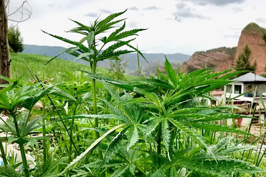 16 july origins of cannabis