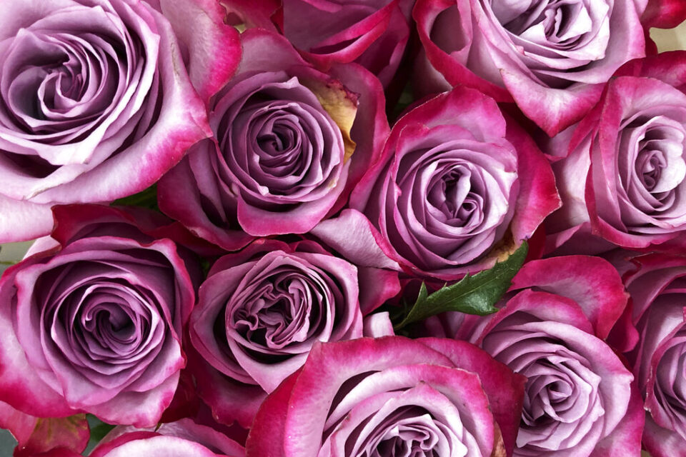 Valentine's Day Love Online