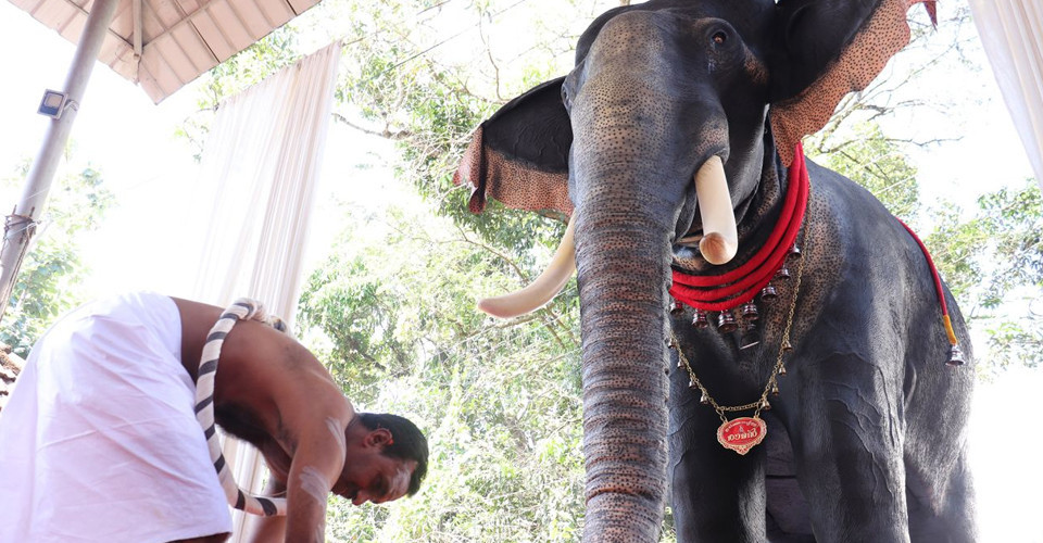 279155 elephant PETA India new 960x380