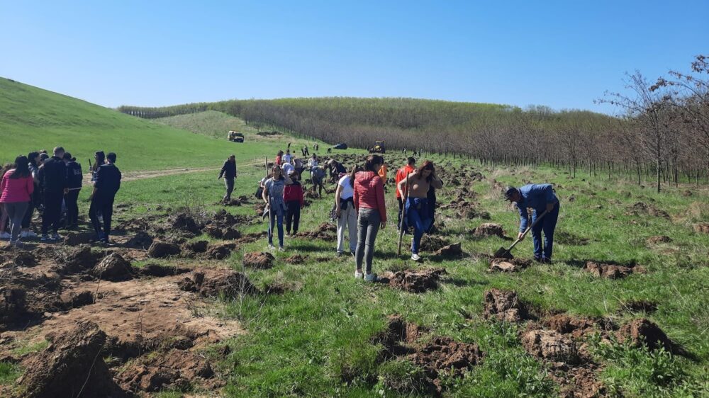 Elevii au plantat 3000 de puieti de salcam la Manastirea galateana Carlomanesti