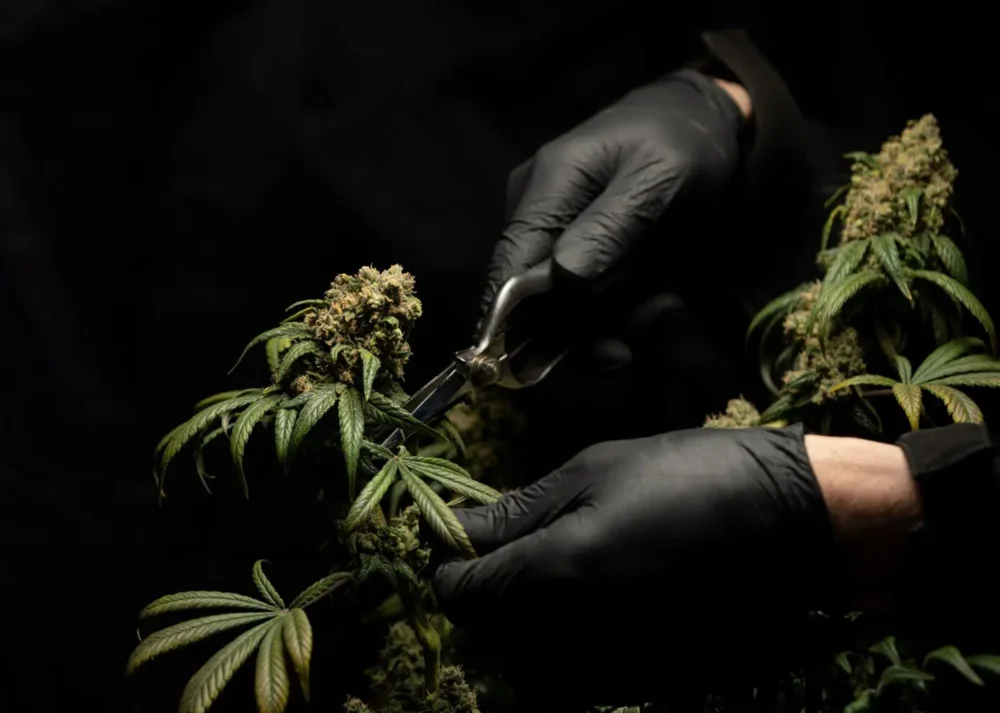 Crystalweed cannabis aVkNlqThN60 unsplash 1392x992