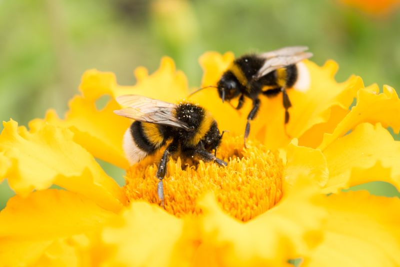 200127163154 bumble bee flower stock