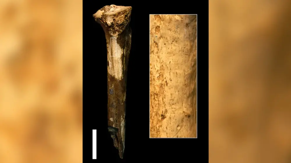 230626103909 04 ancient human relatives butchered one another tibia
