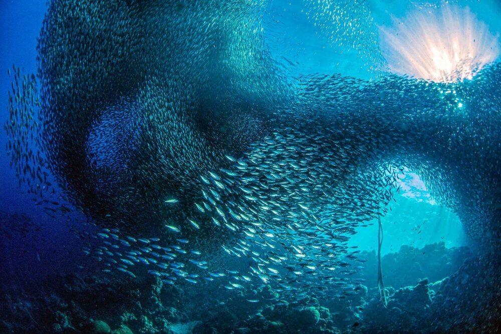 Ziua mondiala a oceanelor