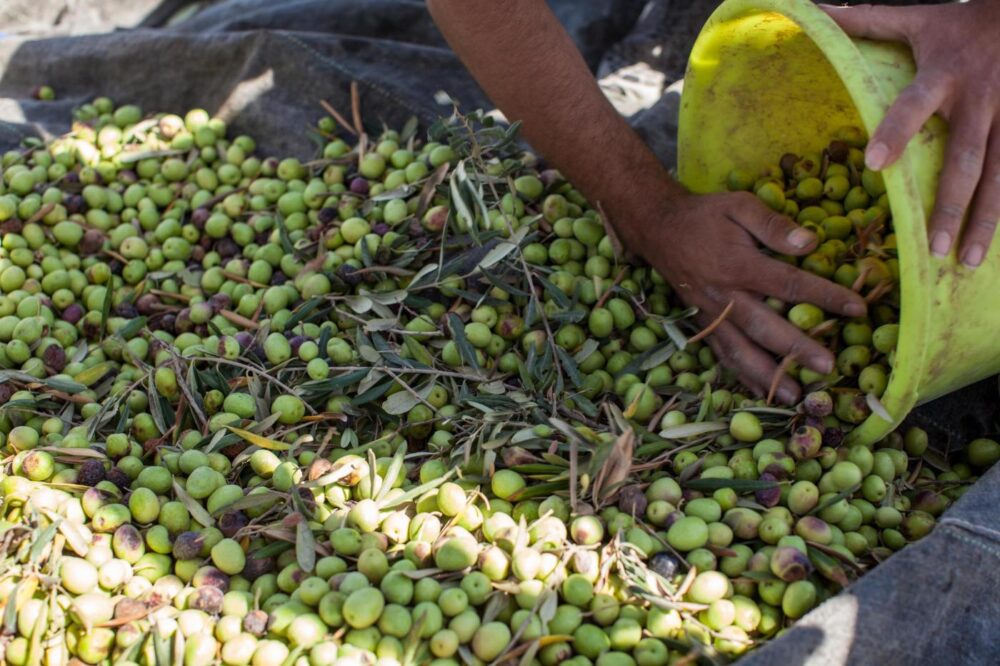 RS121924 OPT Hawkey Jerusalem Olives