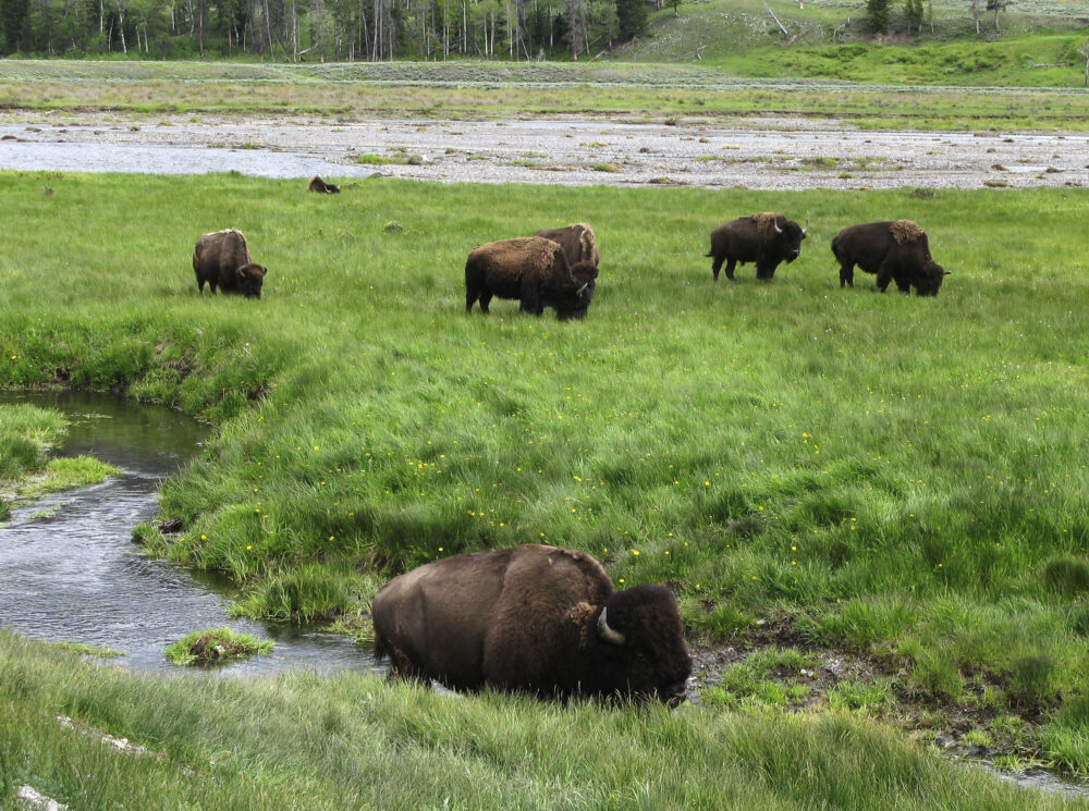 Yellowstone National Park Sexual Harrasment