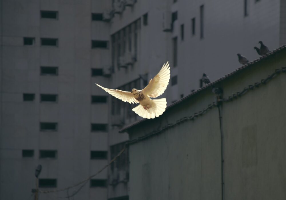 Sunguk kim jhqbxsoruxa unsplash