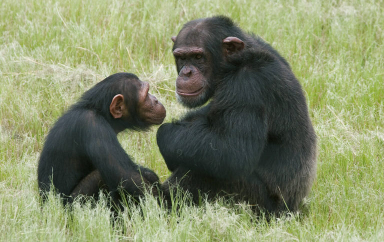 South Africa Chimp Attack