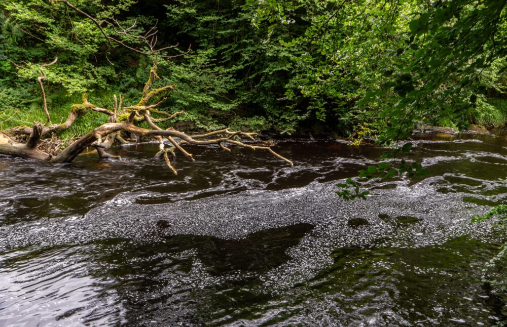 Water pollution at river in the Hafod Uchtryd wooded and landscaped estate, in the Ystwyth valley, near Devil's Bridge in Ceredigion, Wales, UK