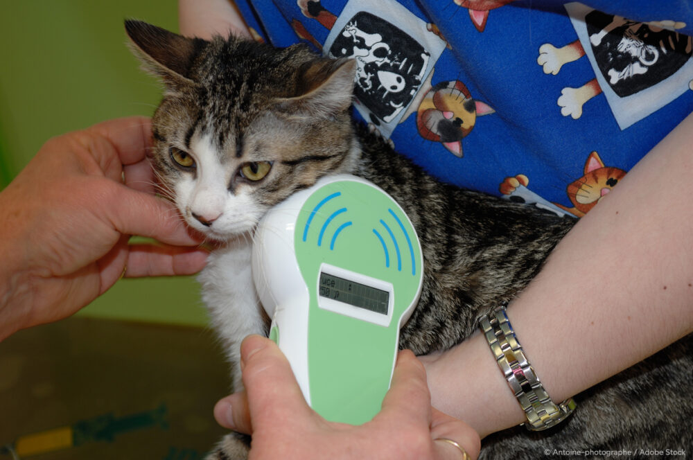 Identification par puce électronique est obligatoire pour les animaux domestiques, la puce s'implante a gauche sous sédation.