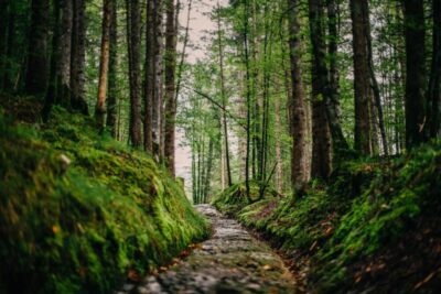 Narrow stone path through a mossy forest AXS2CMN scaled