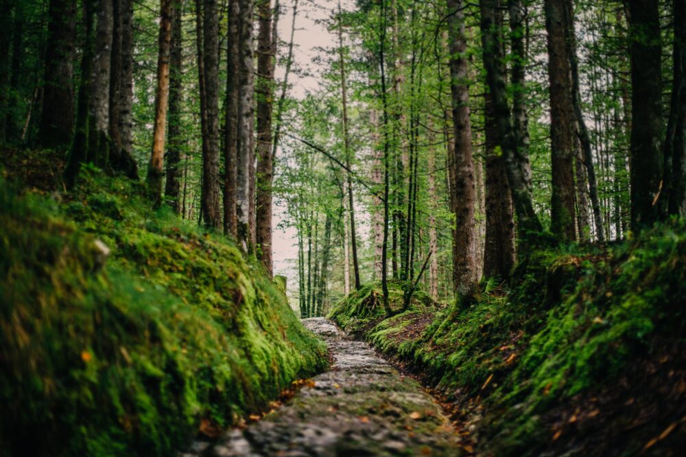 Narrow stone path through a mossy forest AXS2CMN scaled